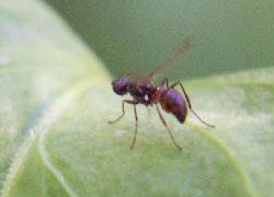 tiny wasp