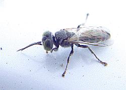 small wasp