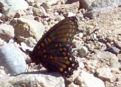 red-spotted admiral