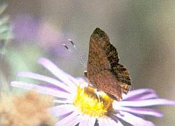 arizona metalmark