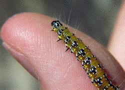 small caterpillar