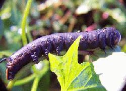 black hornworm