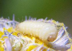 tiny Blue or Hairstreak caterpillar