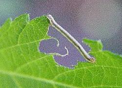 inchworm eating leaf