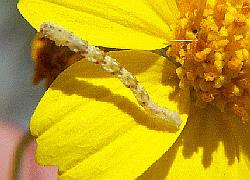 inchworm on flower