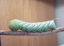 hornworm