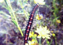unknown caterpillar