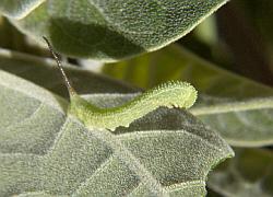 hornworm