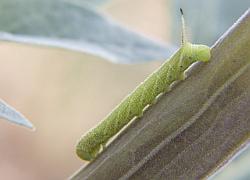 hornworm