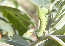 hornworm