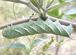 hornworm