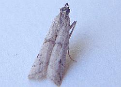 micro moth