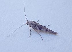 micro moth
