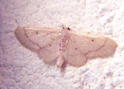 tiny white moth