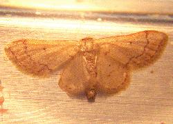 tiny moth