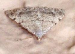 triangular yellowish moth