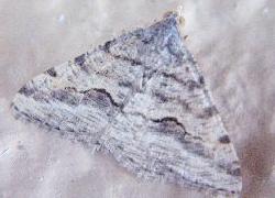 small triangular moth