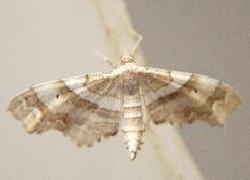 wrinkled wing moth