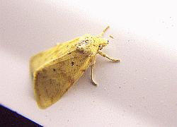 orange moth with spots
