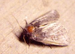 small moth