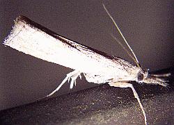 a tiny narrow moth