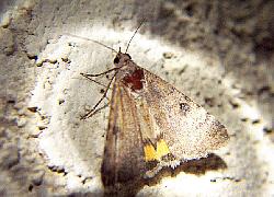 a tiny moth