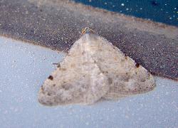 small moth