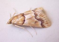 moth