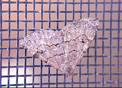 moth