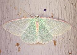moth