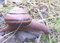 Snail in hills in SW Oregon