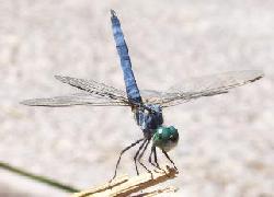 small blue dragonfly