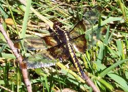 dragonfly