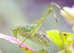 Wet grasshopper in Hawaii
