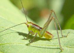 Translucent green grasshopper