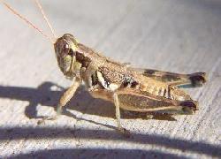 Spur-Throated Grasshopper?