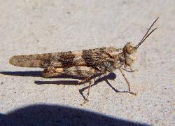 pallid-winged grasshopper