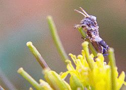 grasshopper hatchling