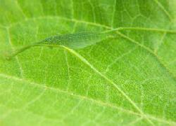 Katydid hiding on squash leaf in Hawaii