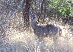 coue's white-tailed deer