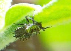 mystery bug