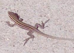 baby whiptail