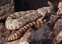 A rattlesnake guarding trail at Lake Mead