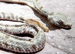 dead baby rattlesnake
