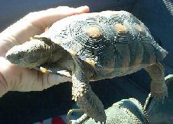 Desert Tortoise rescued from road