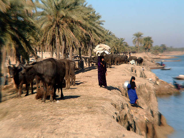 Displaced on the Shatalarab, Marshes, Iraq