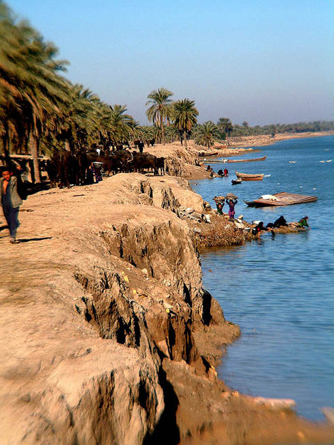 Displaced on the Shatalarab, Marshes, Iraq