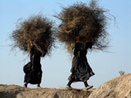 Crown of Thorns, Iraq