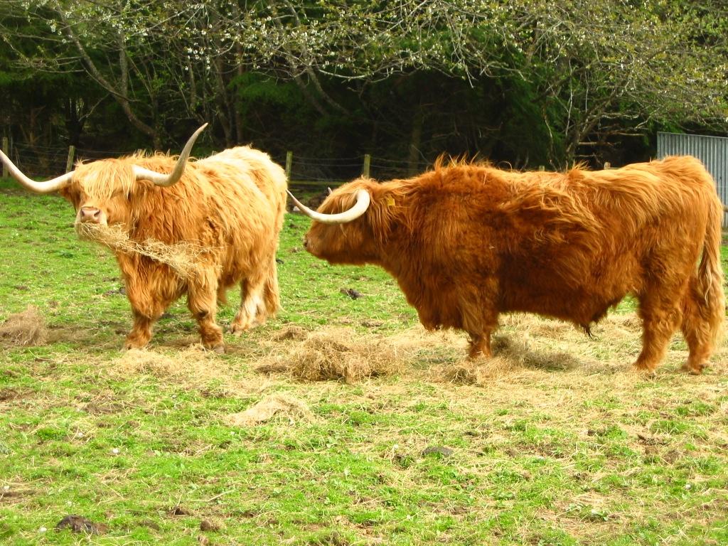 Hairy Coo!
