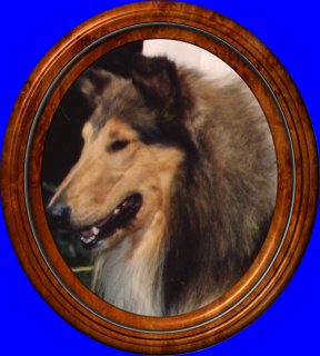 "Fraser" Ch.Tricountys Playboy At Colinton
